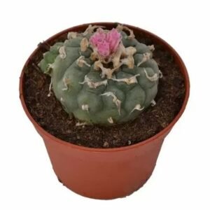 Store import placeholder for 3580