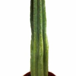 Store import placeholder for 3599